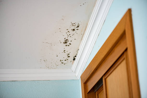 Best Mold Damage Repair  in Lodi, CA